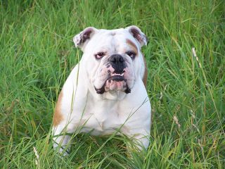 View of Dog Allergies Tips + Dog Benadryl Dosage Chart - BulldogGuide.com